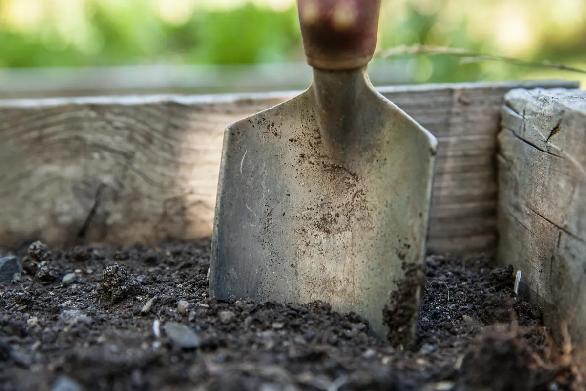 Raised Beds vs. In-Ground Gardens: Which Fits a Small Yard